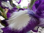 Beautiful Iris