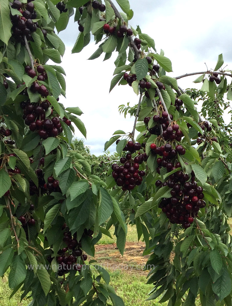 Cherries!