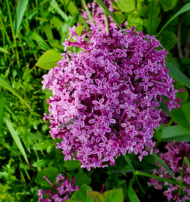 Lilacs