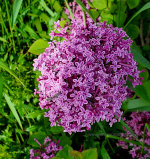 Lilacs