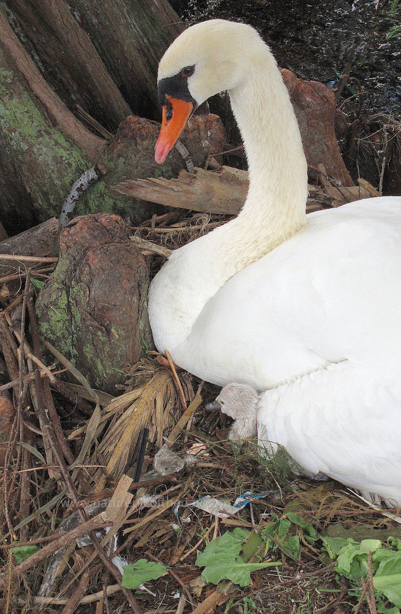 Swan with Baby