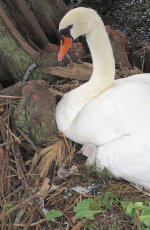 Swan with Baby