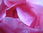 Rose petals