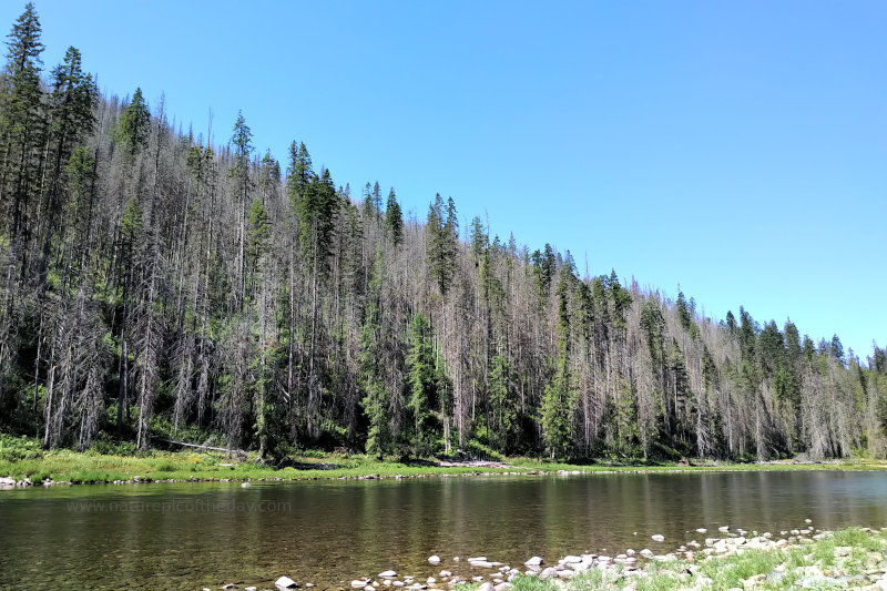 Selway River in Idaho