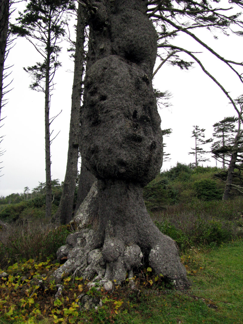 Trees near Olympic National Park