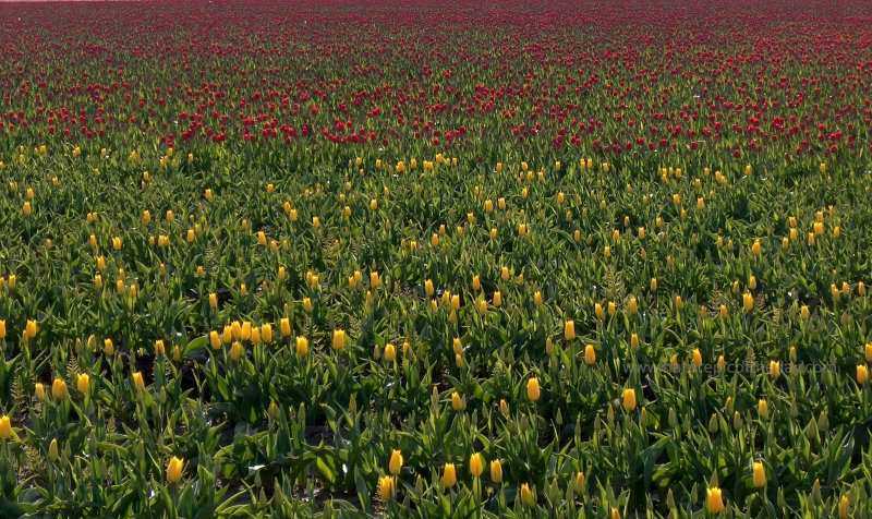 Tulips in Skagit Valley