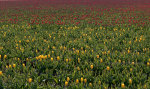 Tulips in Skagit Valley