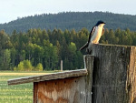 Bluebird in Montana