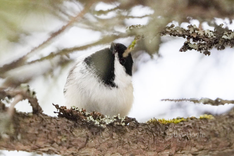 Chickadee in Alaska