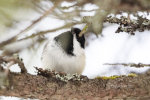 Chickadee in Alaska