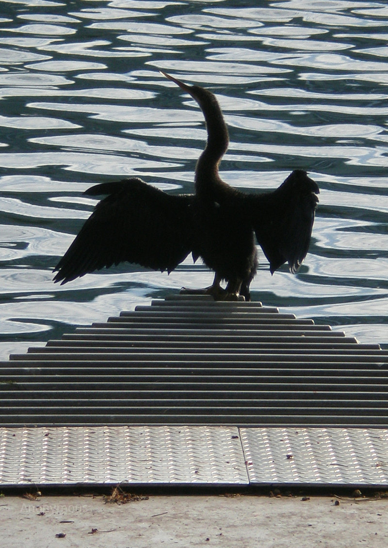 Anhinga