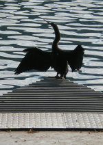 Anhinga