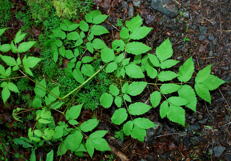 Leaves in Washington