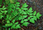 Leaves in Washington