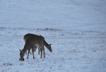 Deer in Idaho