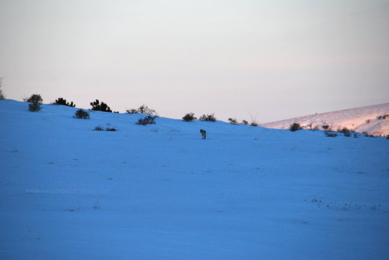 Coyote in Idaho