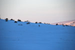 Coyote in Idaho