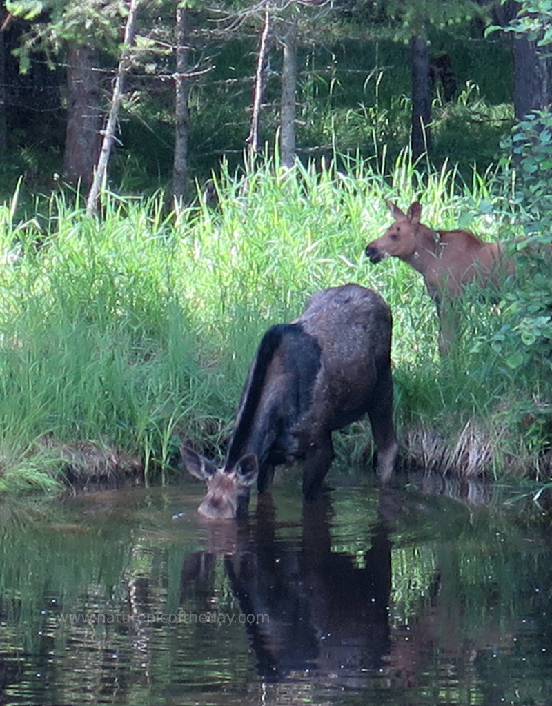 Moose in Montana