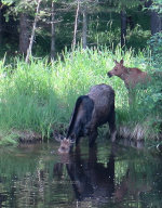 Moose in Montana