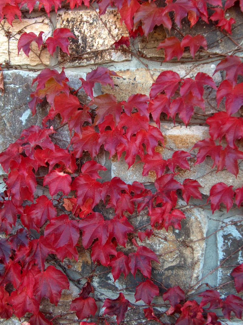 Leaves