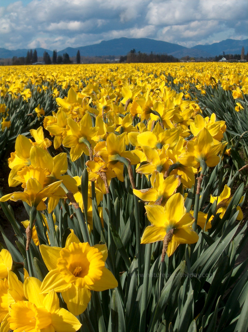 Washington State