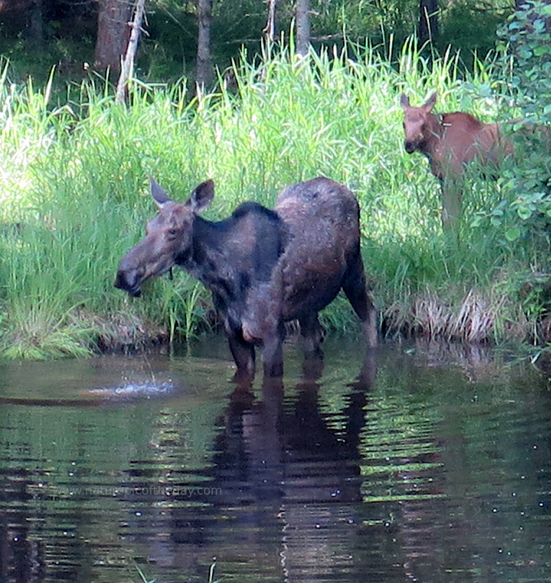 Moose snout