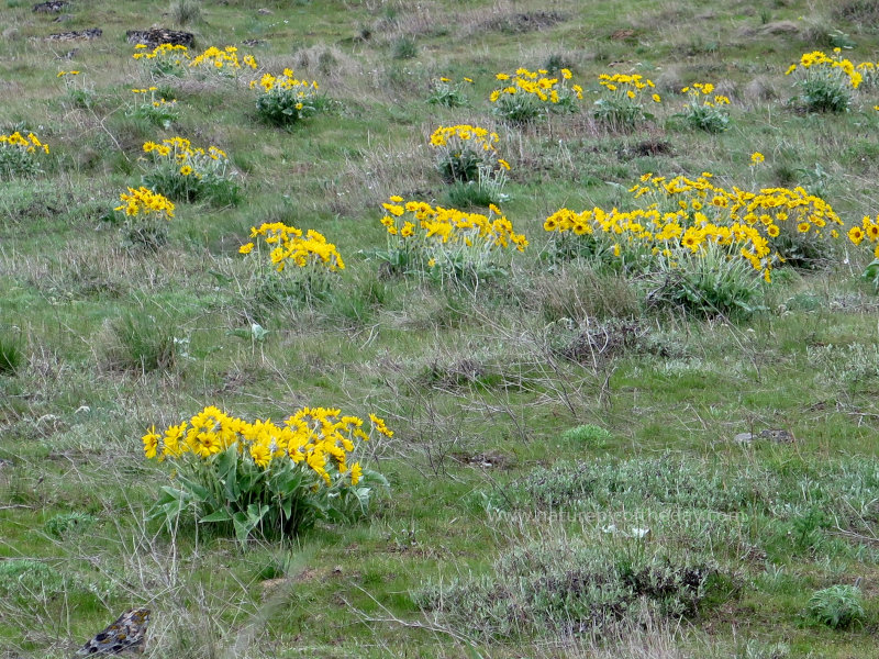Flowers in Idaho