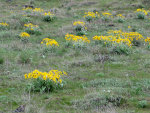 Flowers in Idaho