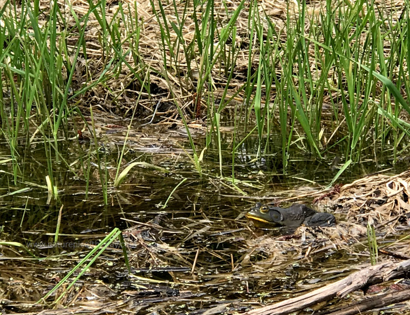 Bullfrog in a pond