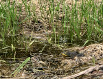 Bullfrog in a pond