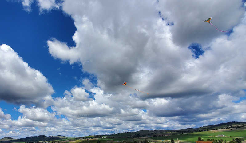 Kites in the spring