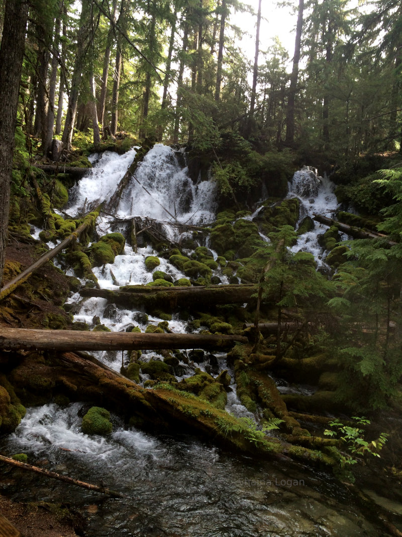 Creek in the rainforest