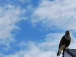 Hawk sits on the roof