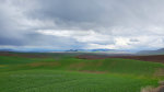 Rain on the Palouse