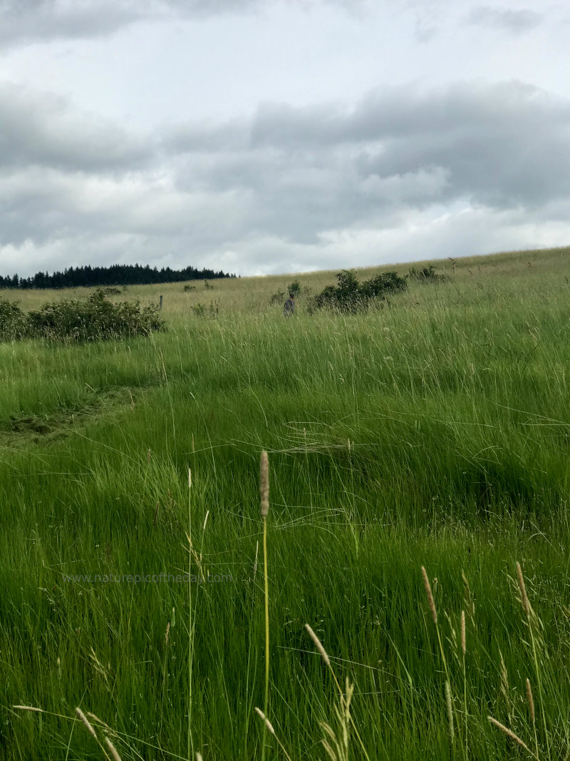 Grass waving in the wind.  If it were windy.