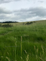 Grass waving in the wind.  If it were windy.