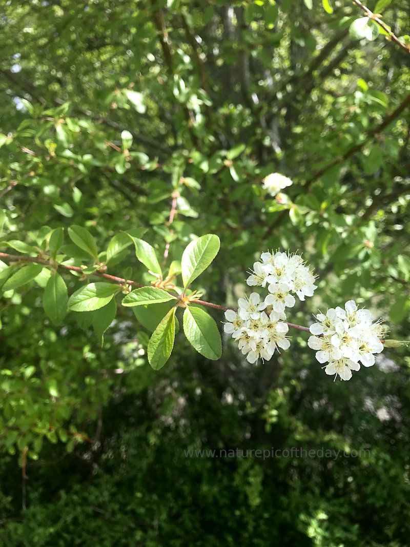 Blossoms