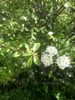 Blossoms