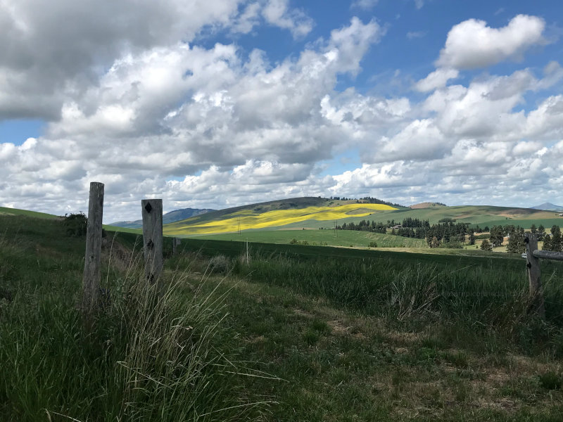 Fields of Canola