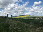 Fields of Canola