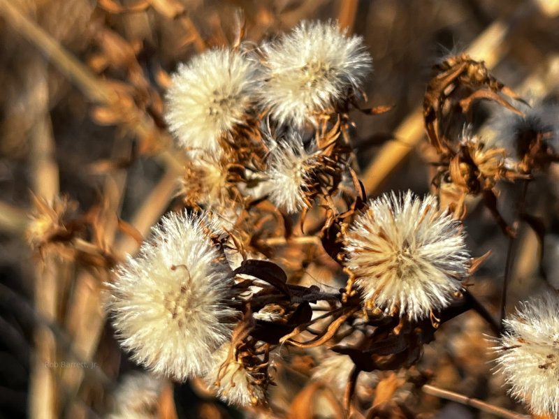 Old Dandelions in Minnesota