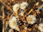 Old Dandelions in Minnesota