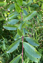 Green leaves