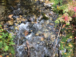 Leaves floating on a creek