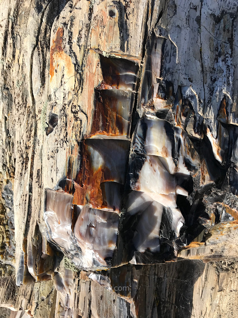 Ginkgo Petrified Forest State Park