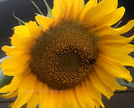 Bright yellow sunflower