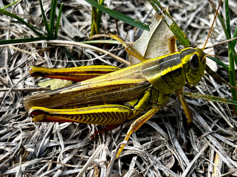 A grasshopper.  Possibly a giant one.