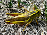 A grasshopper.  Possibly a giant one.