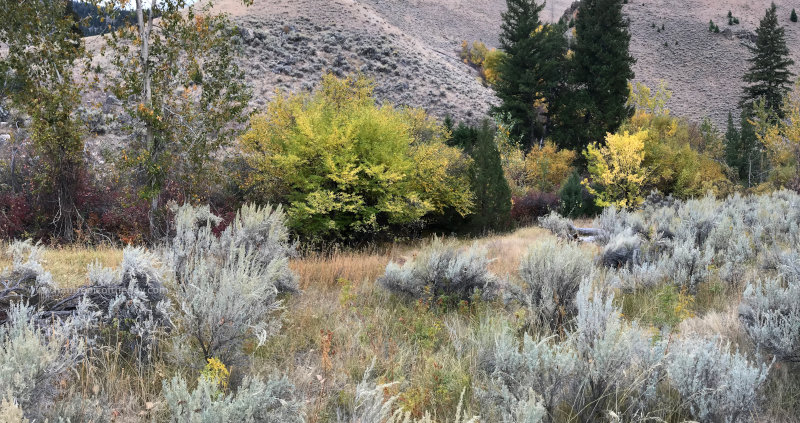 Fall Foliage in Idaho