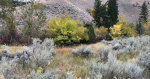 Fall Foliage in Idaho